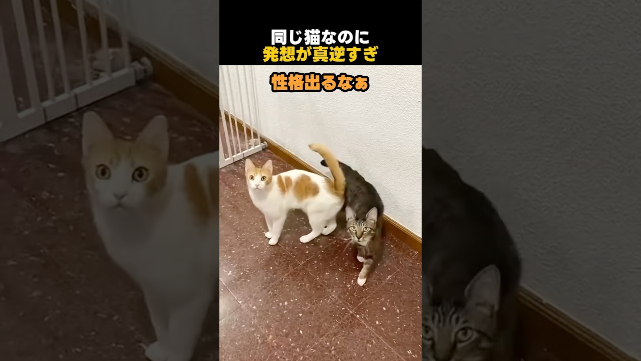同じ猫なのに発想が真逆すぎ