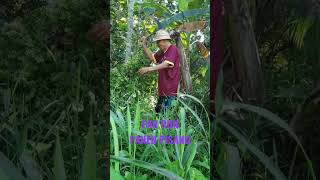 Pak Run panen pisang susu manteb #pisang #panen