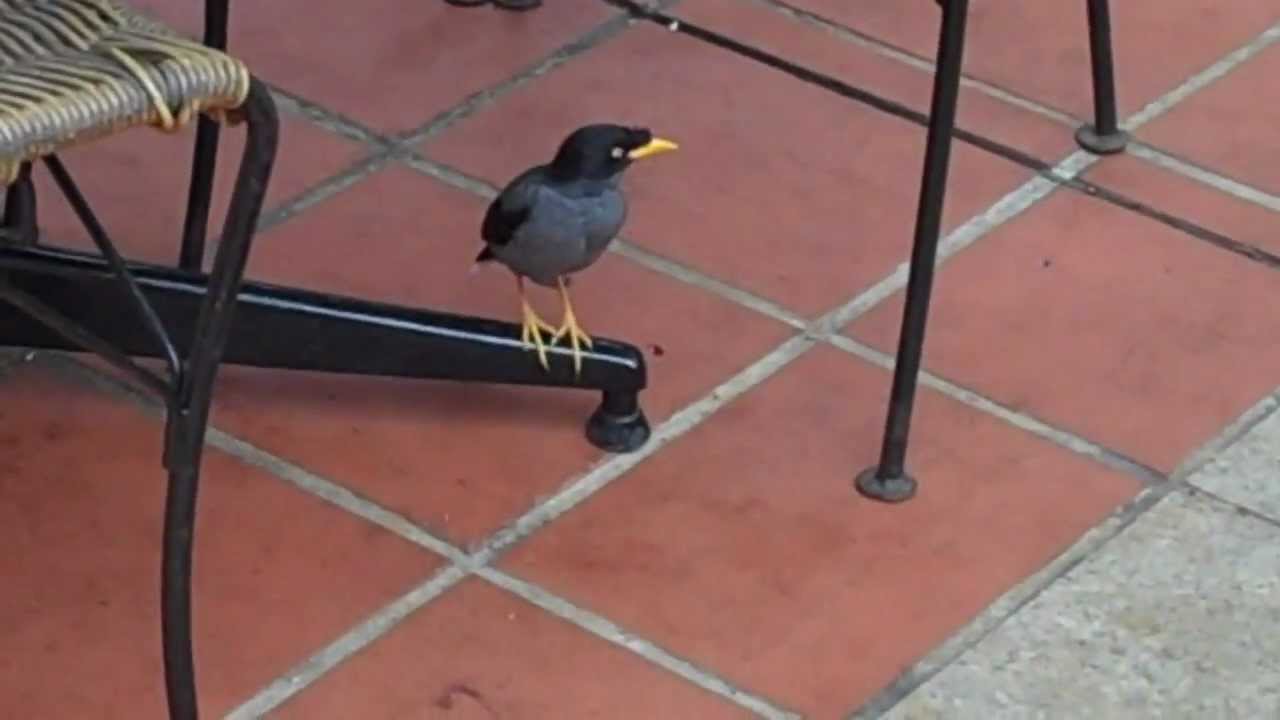 Myna Birds in Singapore 