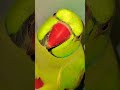 #maintota #kahaniya #videoforkids #gaane #balgeet #rhyme #hindibalgeet #banglarhyme