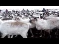 Вот они какие - Северные олени (загон) - Reindeer (pen)