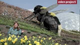 The private life of bees and flowers, from the Eden Project