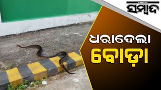 News Update: 11-Ft-Long 'Russell's Viper (Boda) Snake' Rescued From Bhanjanagar Area | Sambad