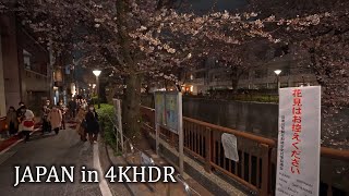 4K・ Night sakura in Tokyo Meguro ・4K HDR
