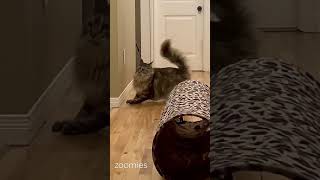 Frisky Cat Gets Zoomies | #shorts #pets #cats #catvideo #catlover