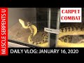 CARPET PYTHON BREEDING SECRETS! Jan 17, 2020