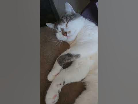 Охранник после смены •Кот Пикс• #смешныевидео #кошки #котики #охрана # ...
