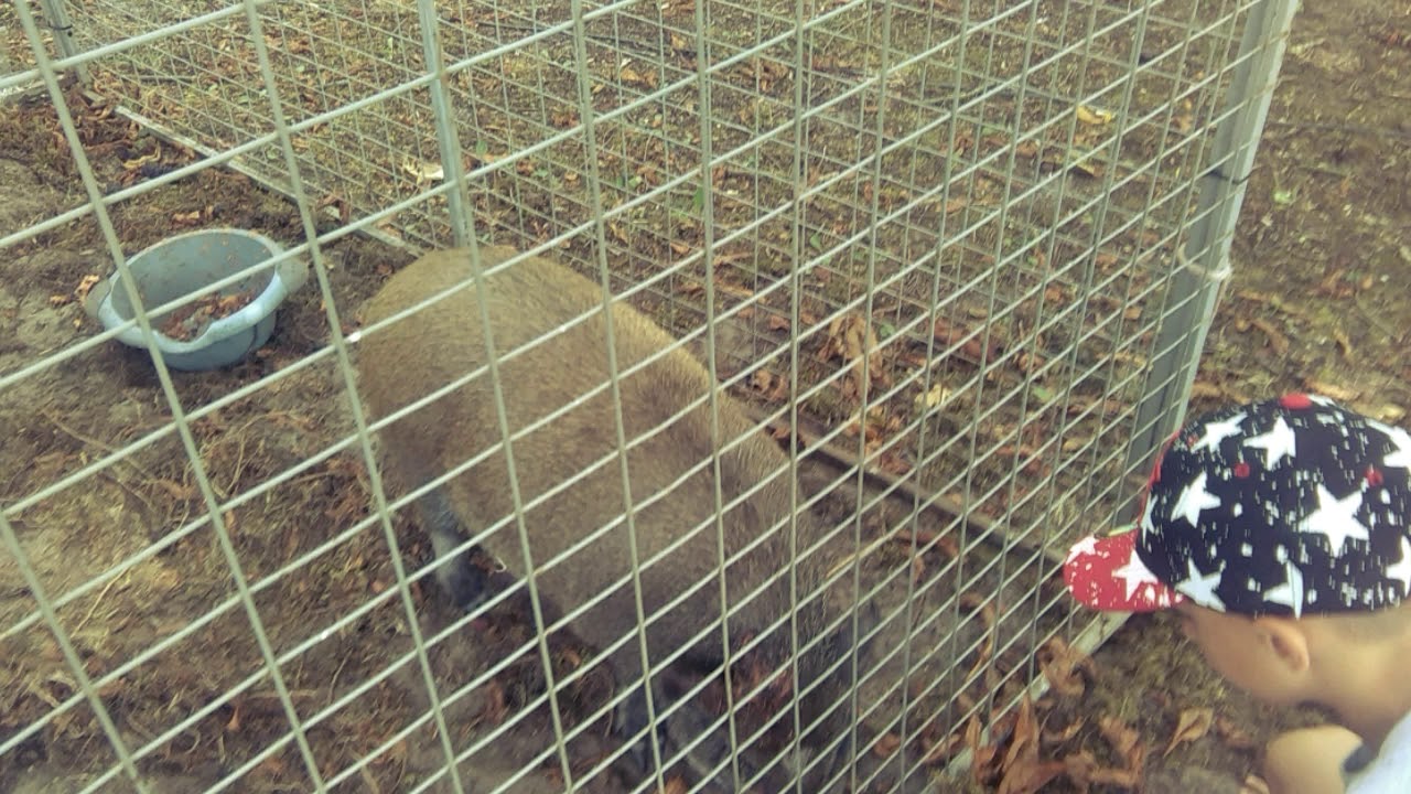 Le cirque à côté de mon mobilome