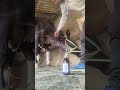 how to give direct IV calcium in jugular vein in a cow