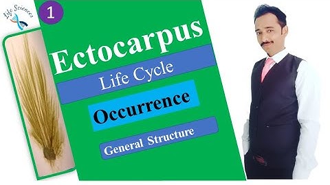 Ectocarpus Occurrence, General Structure