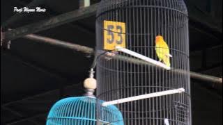 BIRD SOUND: 3 Minutes of Chirping Makes Roro Offered Up to 450 Million Rupiah