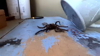 Crushing a Tarantula in Slow Motion