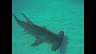 Free diving with Great Hammerhead Sharks in the Bahamas