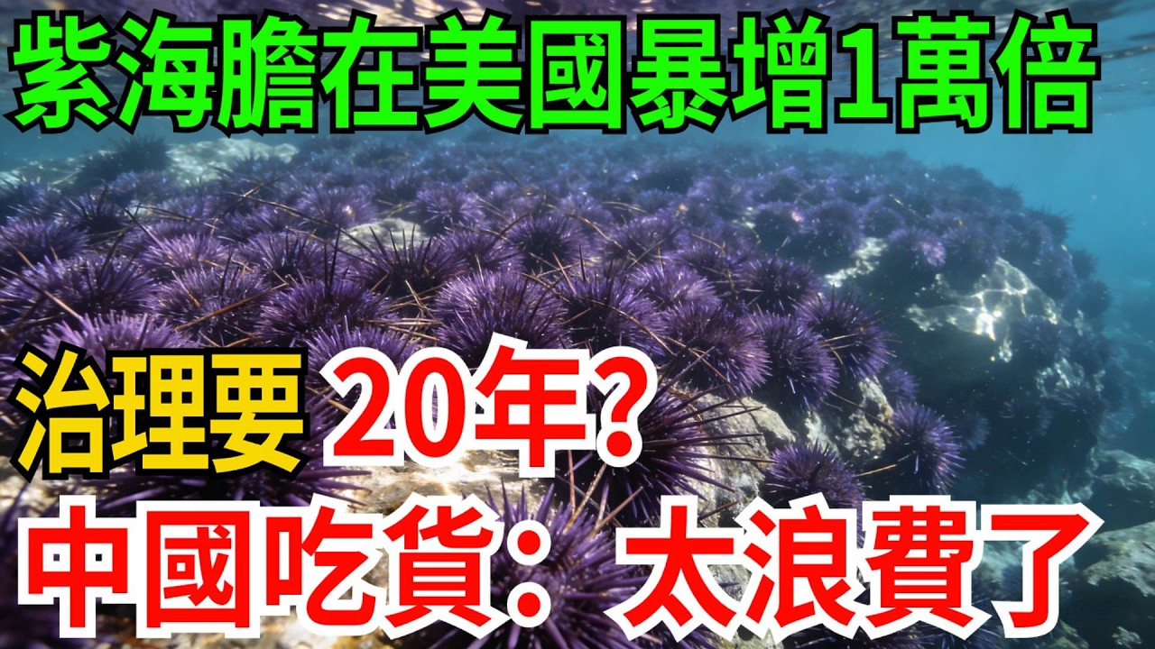 紫海膽在美國暴增10000倍，治理要20年？中國吃貨：太浪費了！【觀勢經緯】#科普#世界之最 #出類拔萃 #top10#紫海膽泛濫 #生態失衡 #海鮮冷知識 #加州生態危機 #舌尖上的生態學