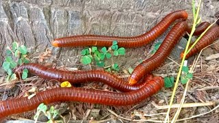 Incredible catching red millipedes in hole