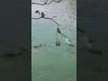 Crocodile attacks baby monkeys #funny #animals #monkey #crocodile