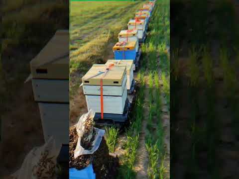 Пасіка на ріпаку,