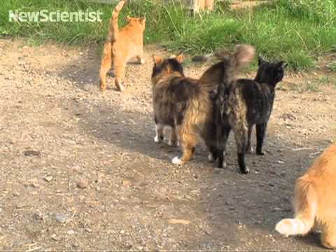 Caring cats: How felines show affection