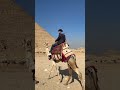 سعر الجمل فئ الأهرامات الجزء التاني 