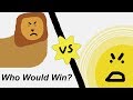 1 Trillion Lions VS Sun: Who Would Win? (Solved With Science)