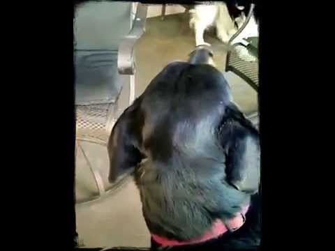 video phone beyonce mp3 Love Your Pets Too Northwest