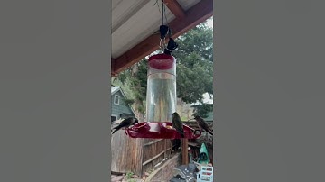 Hummingbird chatter bird calls