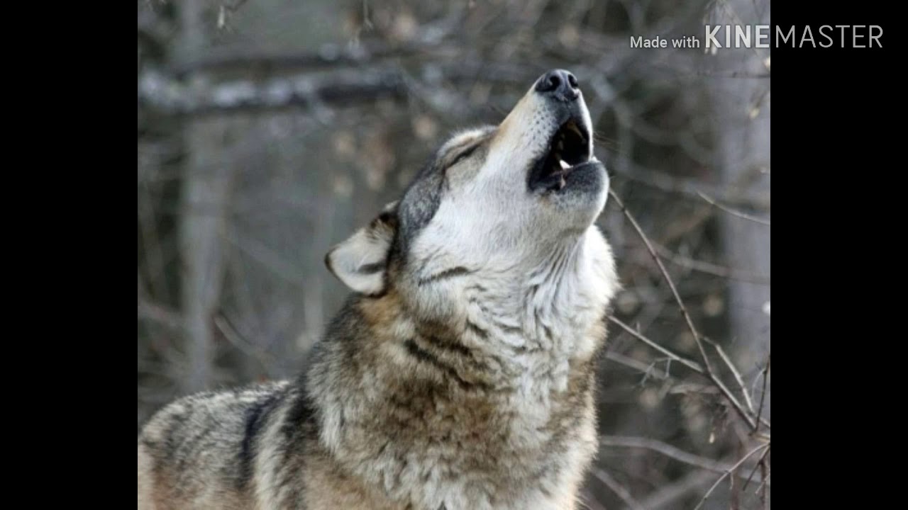 ^Wolf Shifter^ Dna Code Listen Once YouTube