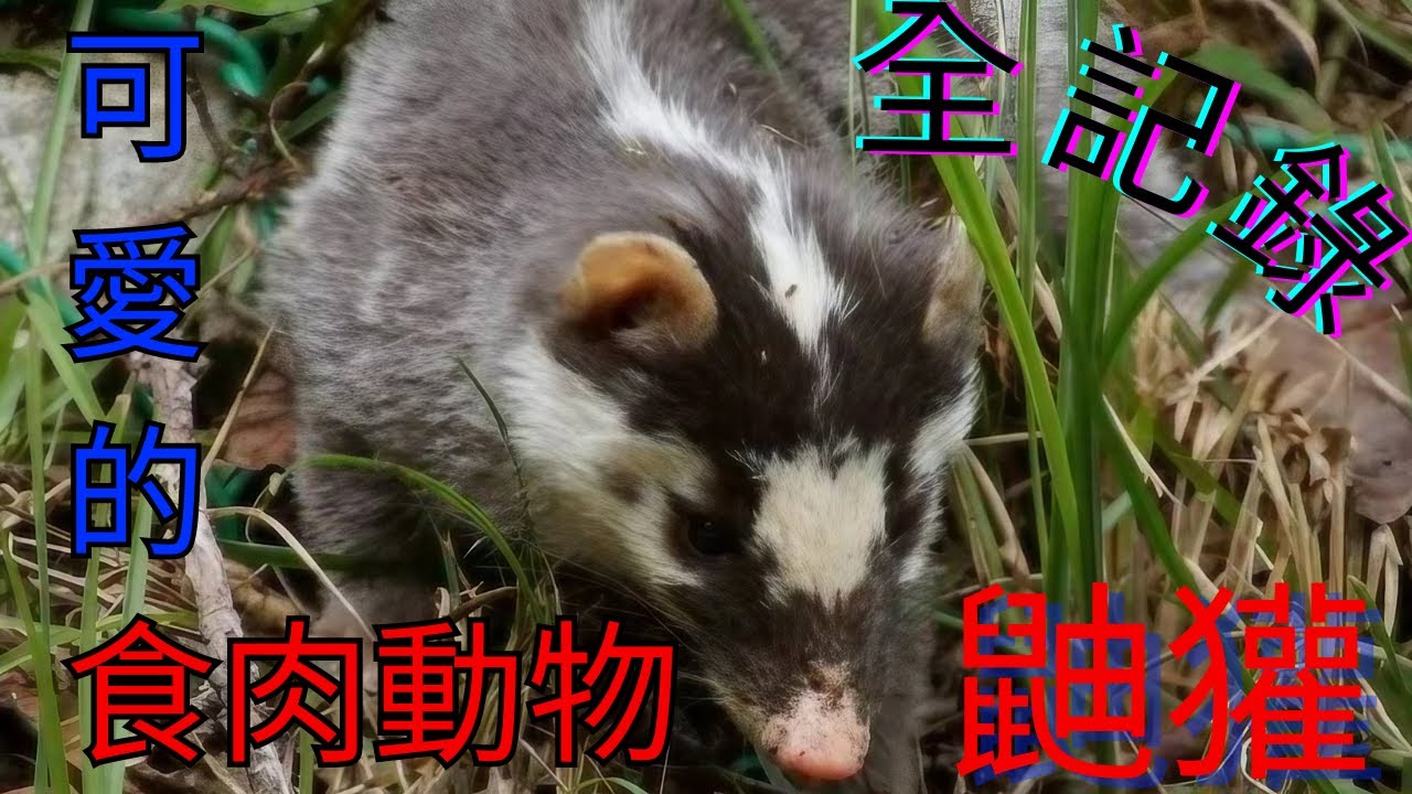 我不是白鼻心 請叫我台灣鼬獾 | 動物百科 | 3分鐘說故事 - YouTube