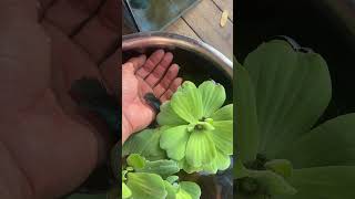 I Rescued a Betta Fish Left to Die… You Won’t Believe This.