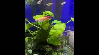 golden longfin white cloud mountain minnow