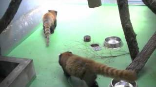 立ち上がるレッサーパンダ~Red Panda that stands up