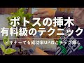 【ポトス】《成功率爆上がり》園芸ビギナーでも失敗しない増やし方/ねこチップ挿し