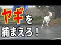 台風の中、逃走したヤギを捕まえろ！ の動画、YouTube動画。
