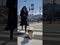 Shih Tzu walking around Mount Fuji #japan #shihtzu #mountfuji #travel #aivideo #ai