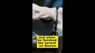 Qaswa Story screenshot 4