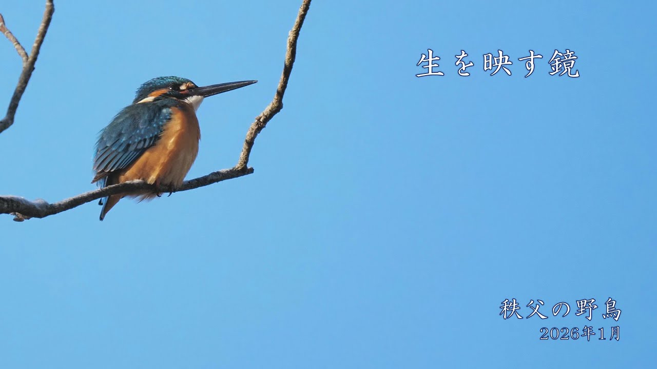 【秩父の野鳥】2026年01月　「生を映す鏡」