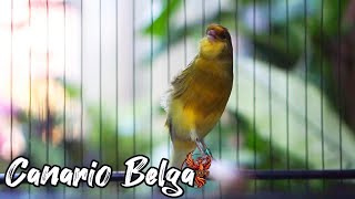 Canto do Canário Belga   CANÁRIO BELGA VAI CANTAR MUITO!! part 18