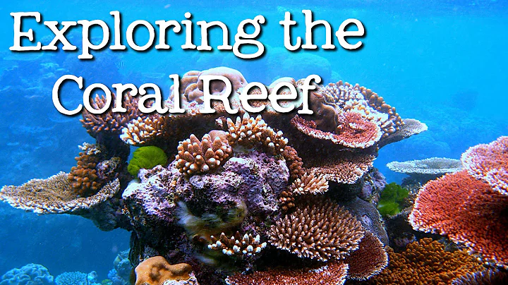 Exploring the Coral Reef: Learn about Oceans for Kids - FreeSchool - DayDayNews