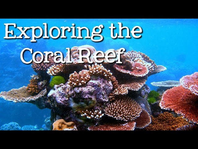 EXPLORING THE CORAL REEF