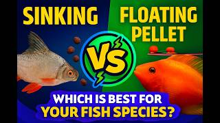 Floating VS  Sinking Pellets explained → Feed your fishes right