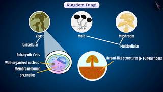 Monera, Protista dan Jamur | Bagian 1/1 | Bahasa Inggris | Kelas 9