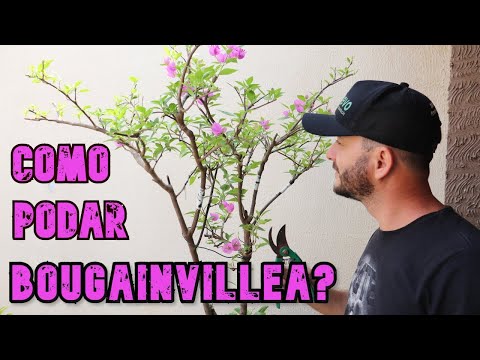 Vídeo: Aparar plantas de buganvílias - Aprenda a podar plantas de buganvílias