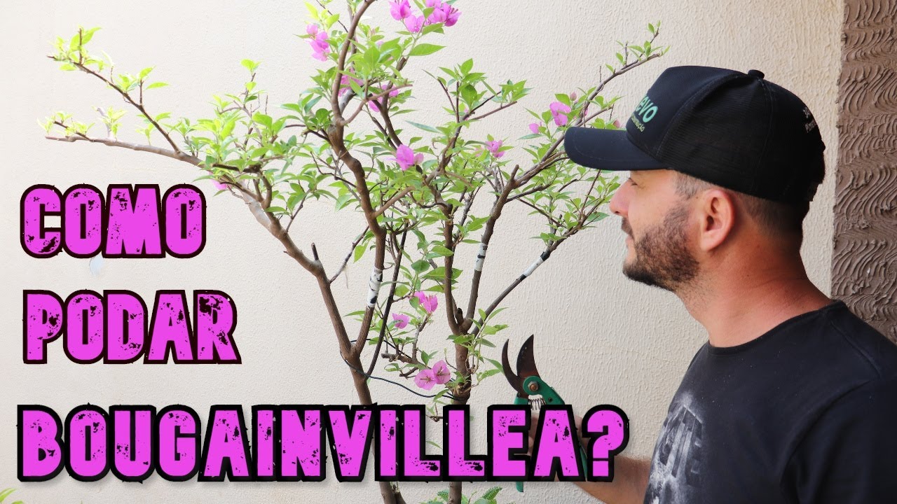 Como podar  Bougainvillea ?