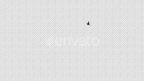 Tropical Kite - Flying Around - Transparent Loop | Motion Graphics - Envato elements