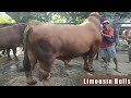Sapi Jumbo 1 TON Up Nyasar Ke Pasar || 150jt Sapi Limousin Bulls & Simmental Mas Cip.