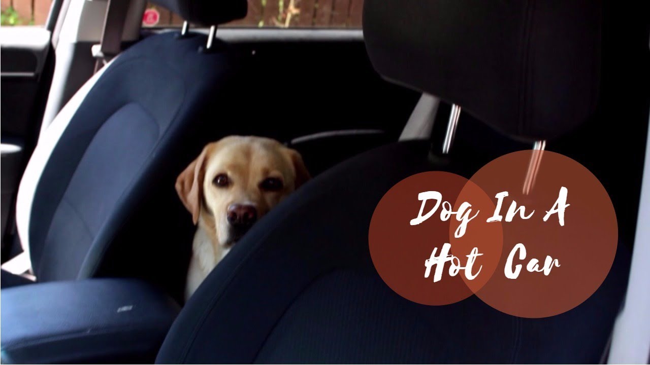 Dog Trapped In A Hot Car YouTube