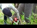 Treating poor elephant suffering with agonizing abscess in the leg  sl wild tv