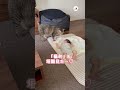 起こさないように寄り添ってくれる猫さん|PECO