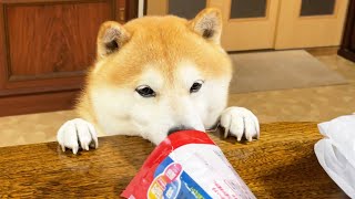 ほねっこ怪盗、無事発見される