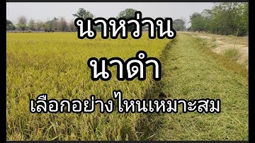 นาดํากับนาหว่านผลผลิตต่างกันแค่ไหน
